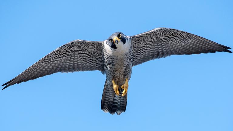 Falcon flying