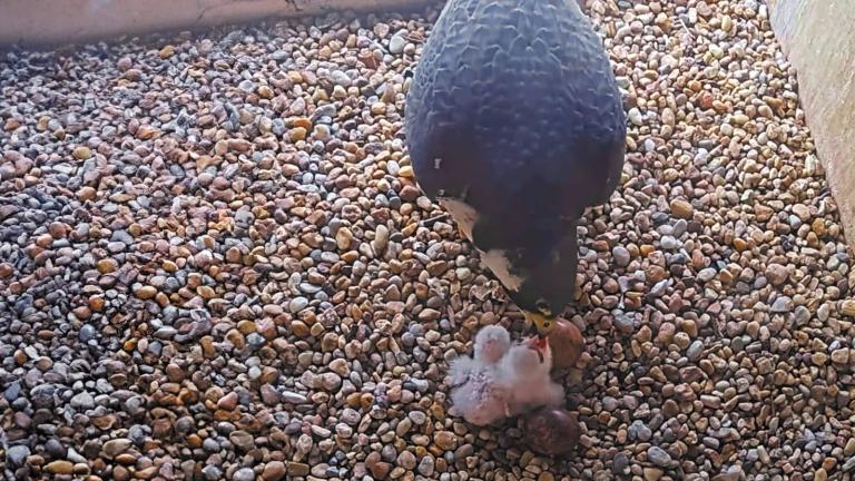 peregrine falcon feeding chick in nest box
