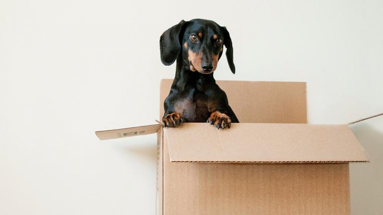 Dog in a cardboard box