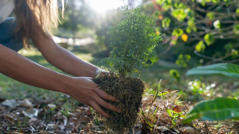 person holding a plant by its roots and planting into some landscaping 