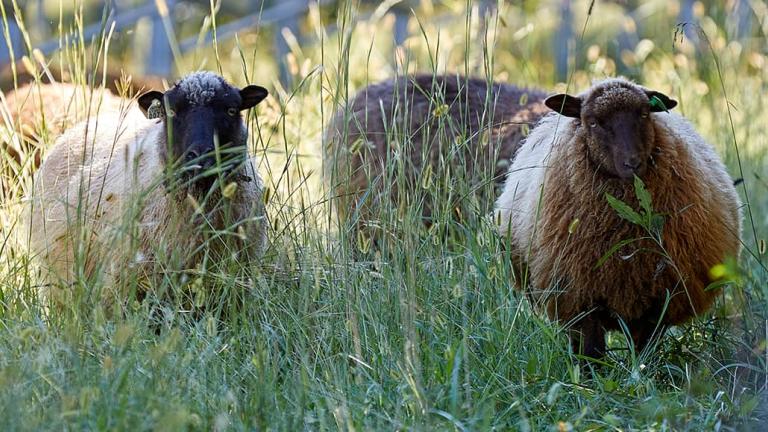 Sheep in a field