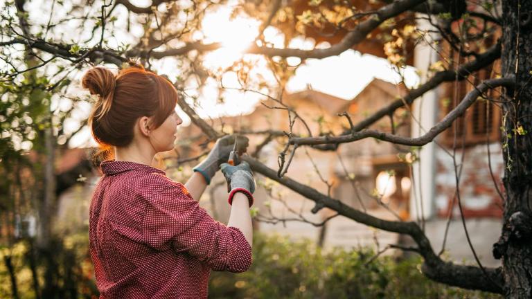 A person wearing garden gloves trimming a branch from a small tree
