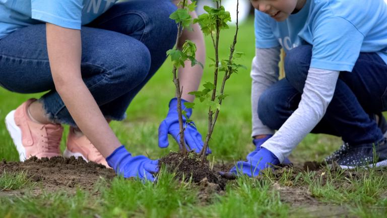 People planting a tree