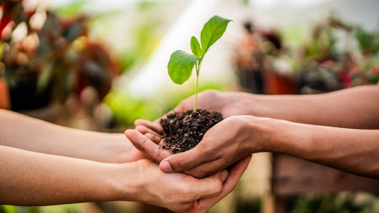 two people holding a seedling in their hands