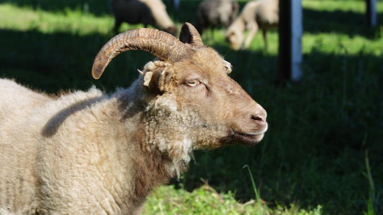 Sheep at the Solar Field