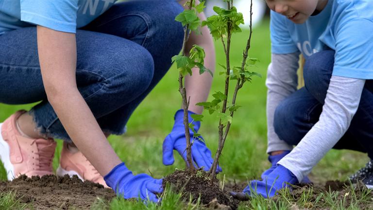 People planting trees