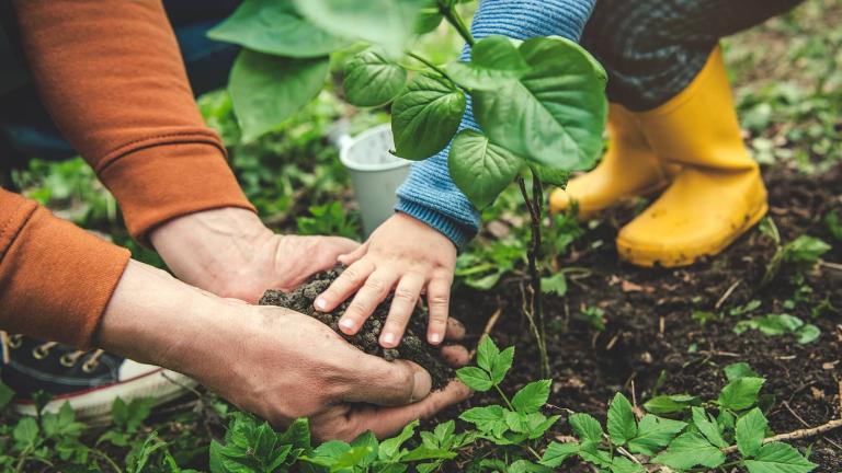 hands planting a tree seedling