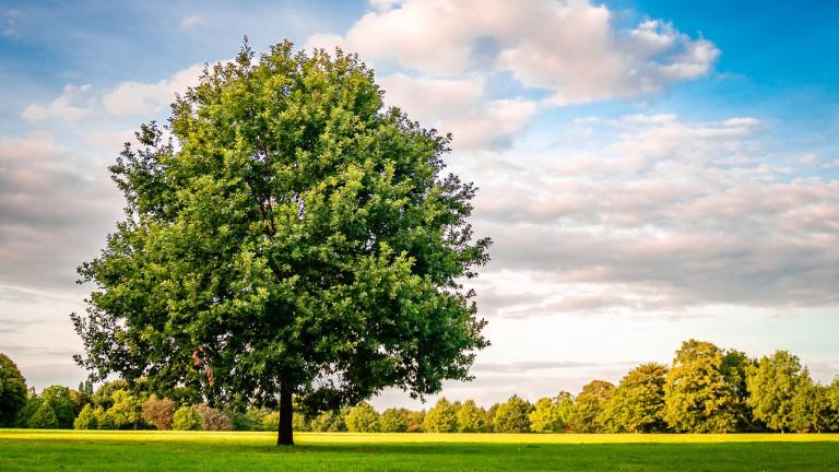 a tree with a sky and clouds