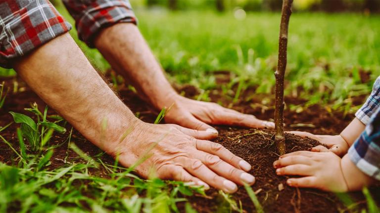 An adult and a child's hand pressing dirt around a tree seedling