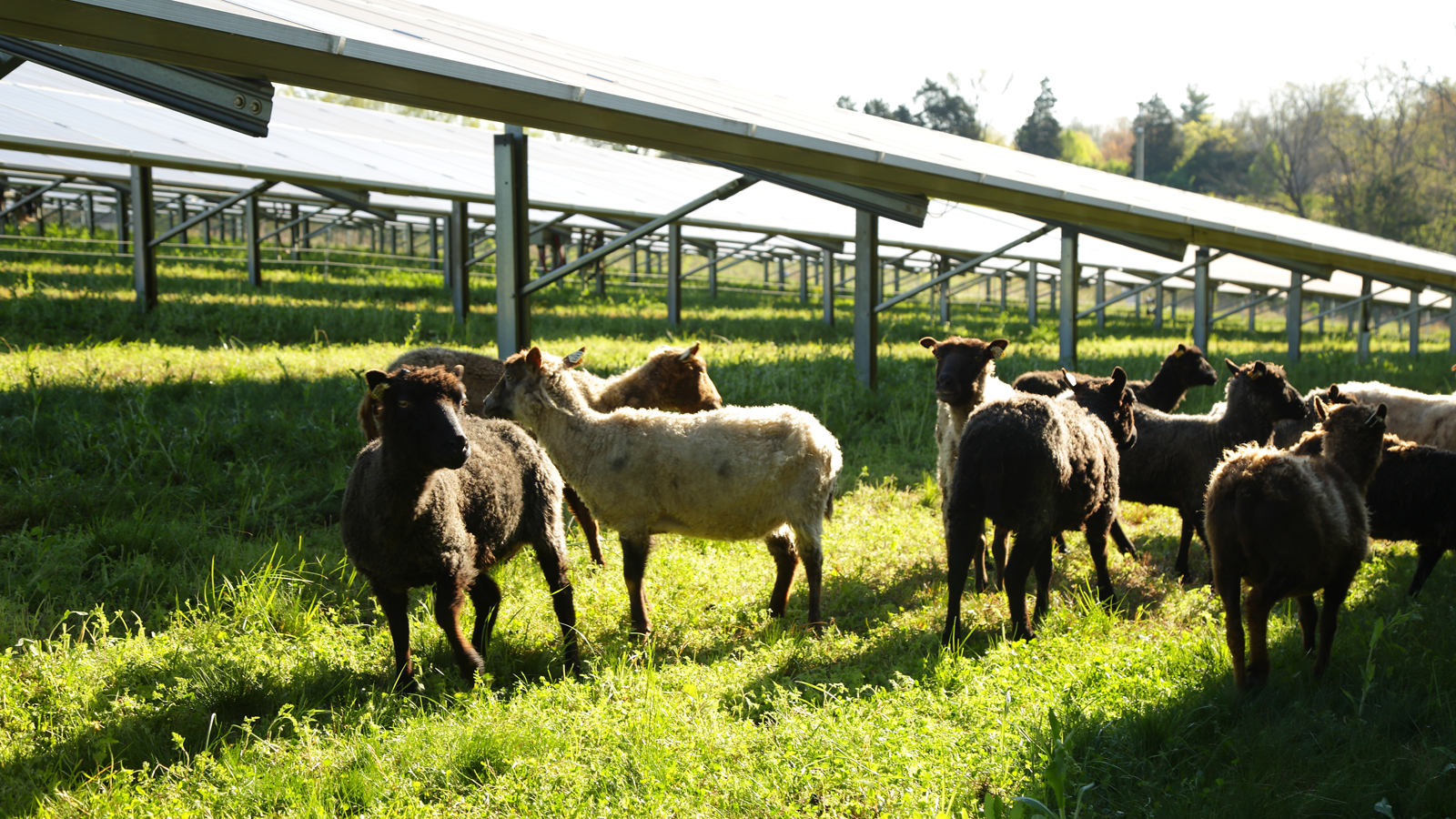 sheep grazing under solar array at E.W. Brown Station