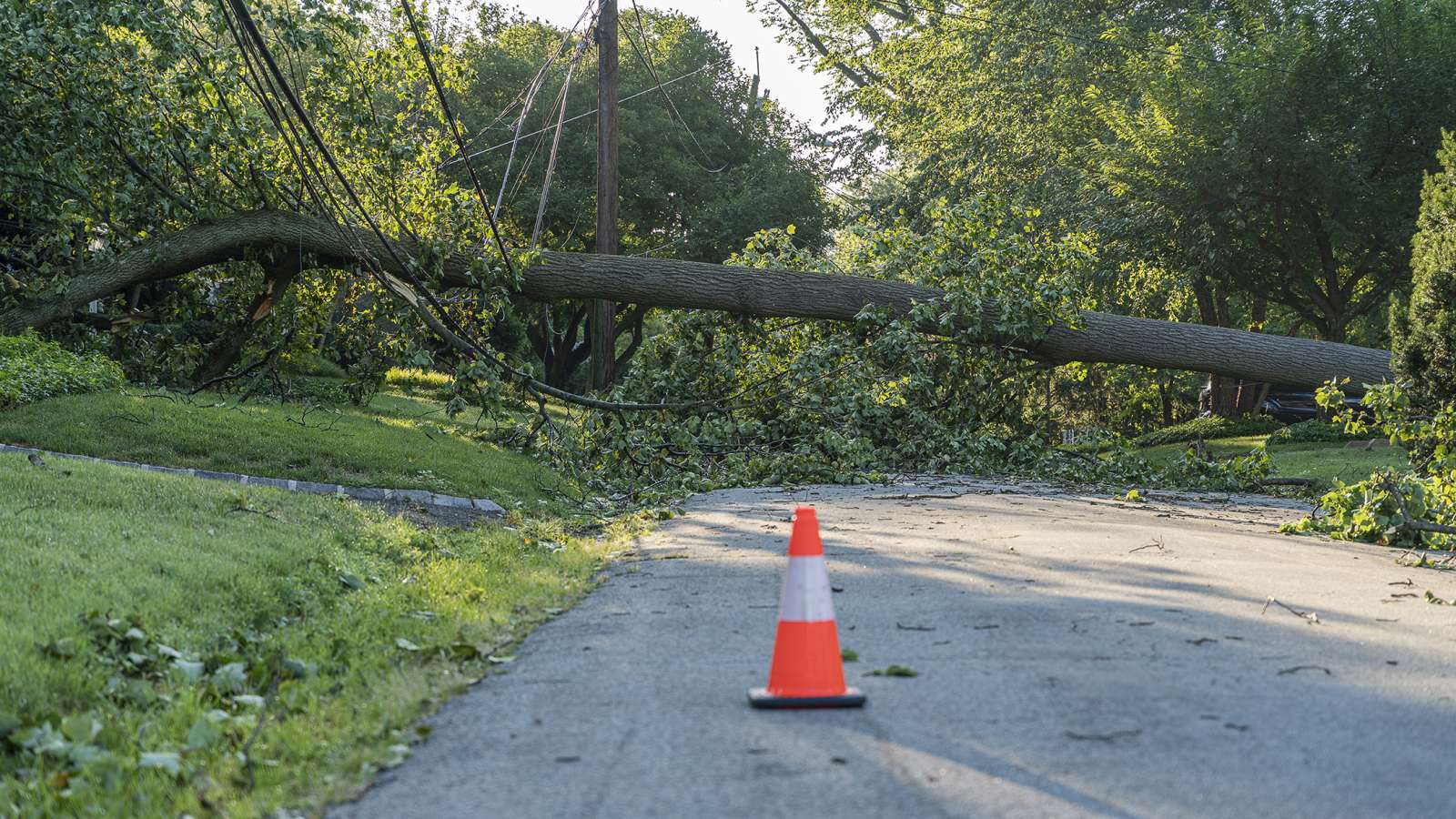 a downed tree and power lines with a safety cone in the foreground