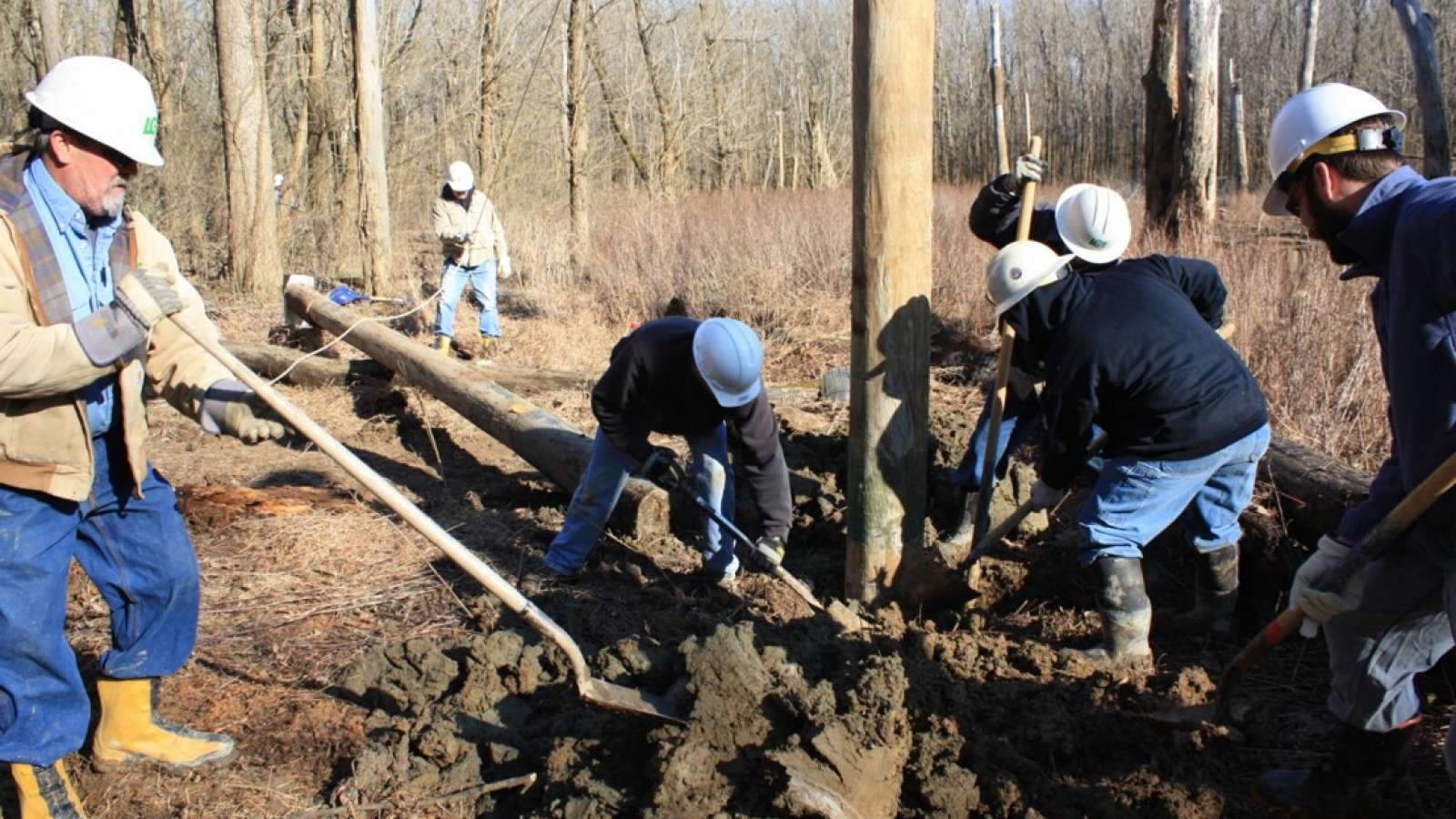 employees installing a pole in the forest for the Indiana bat habitat