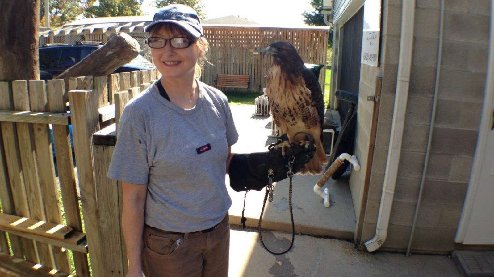 falcon on the gloved arm of a raptor rehab volunteer