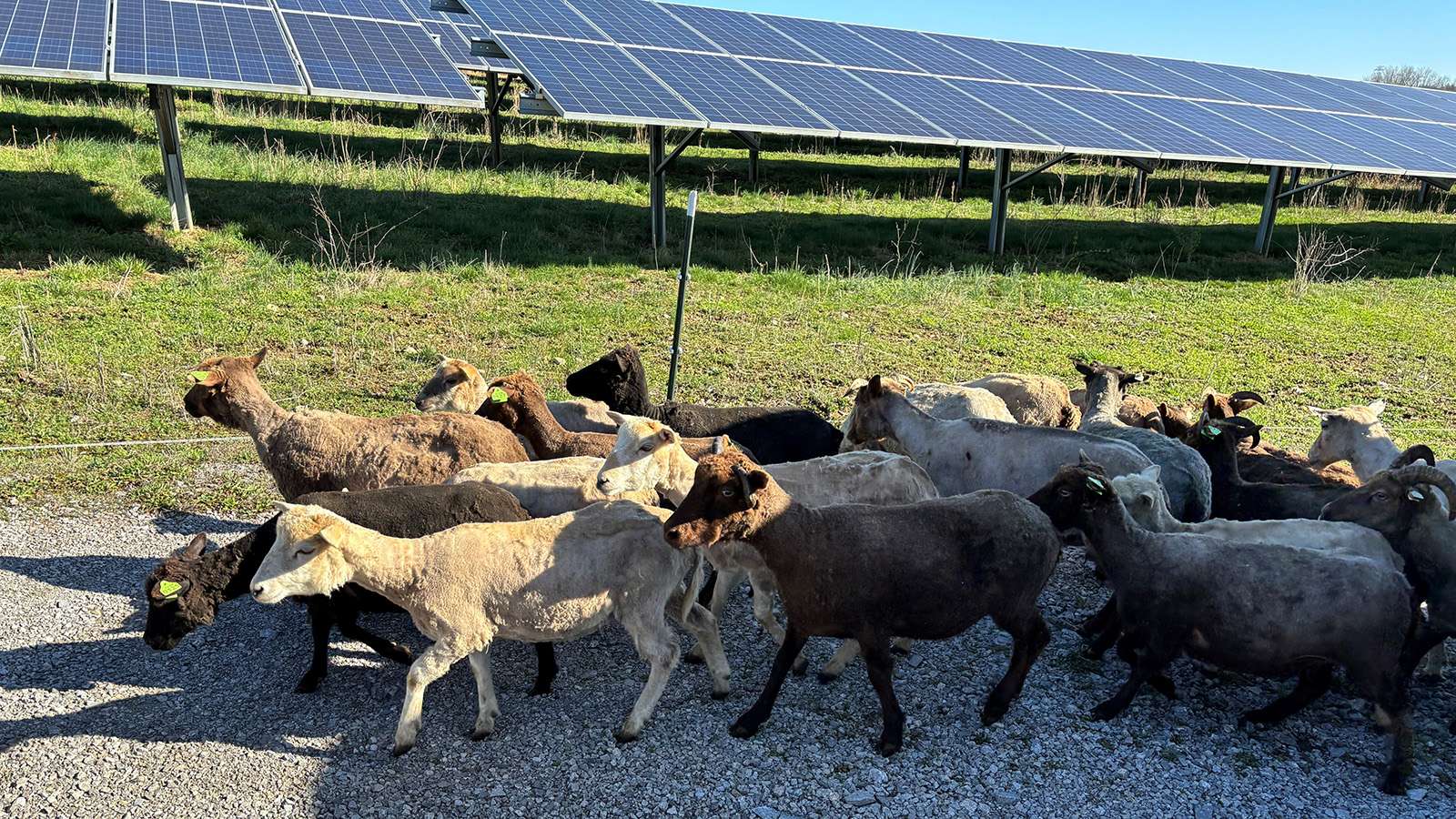 flock of sheep walking under solar array