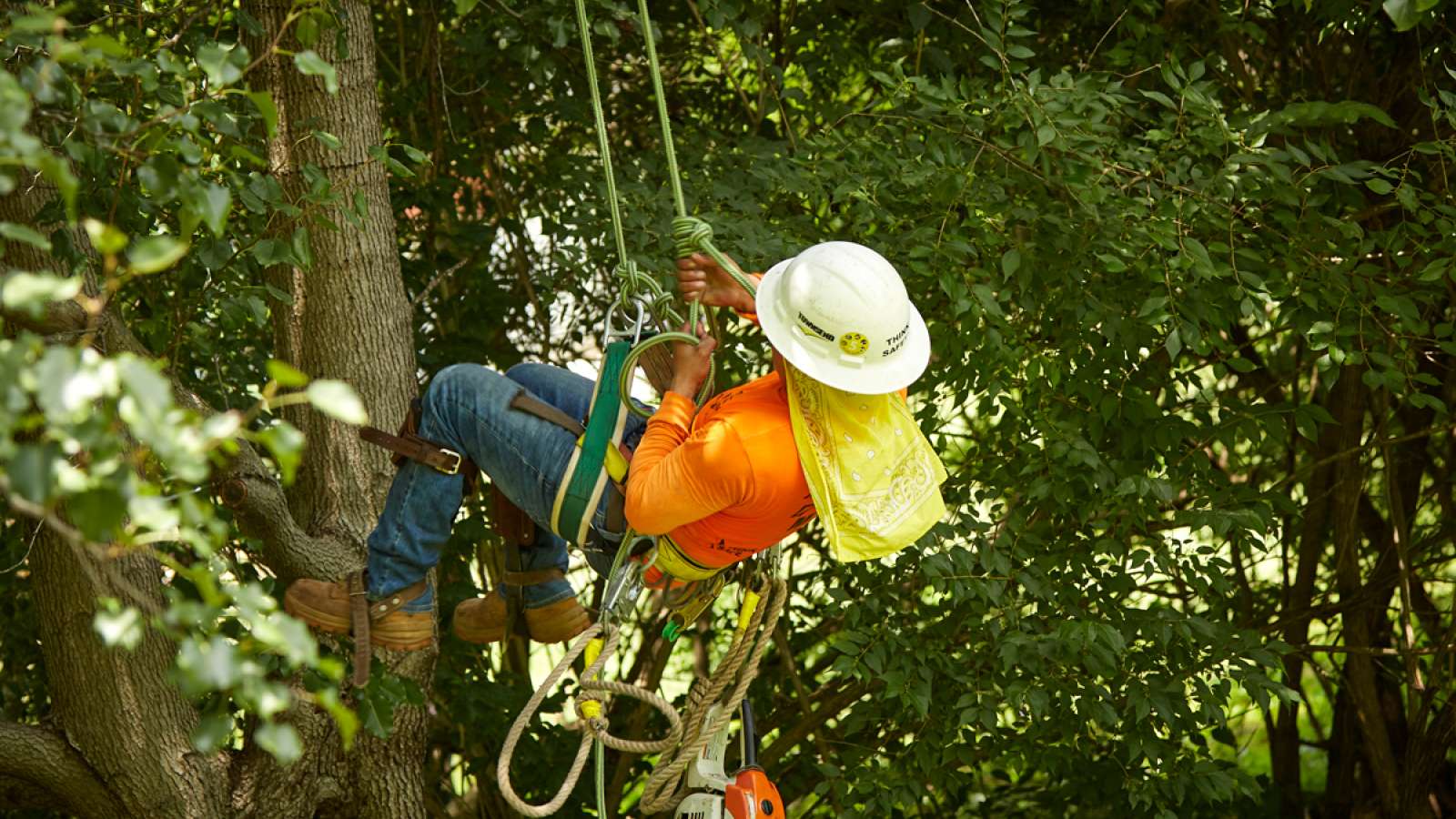 Lineman climbing tree