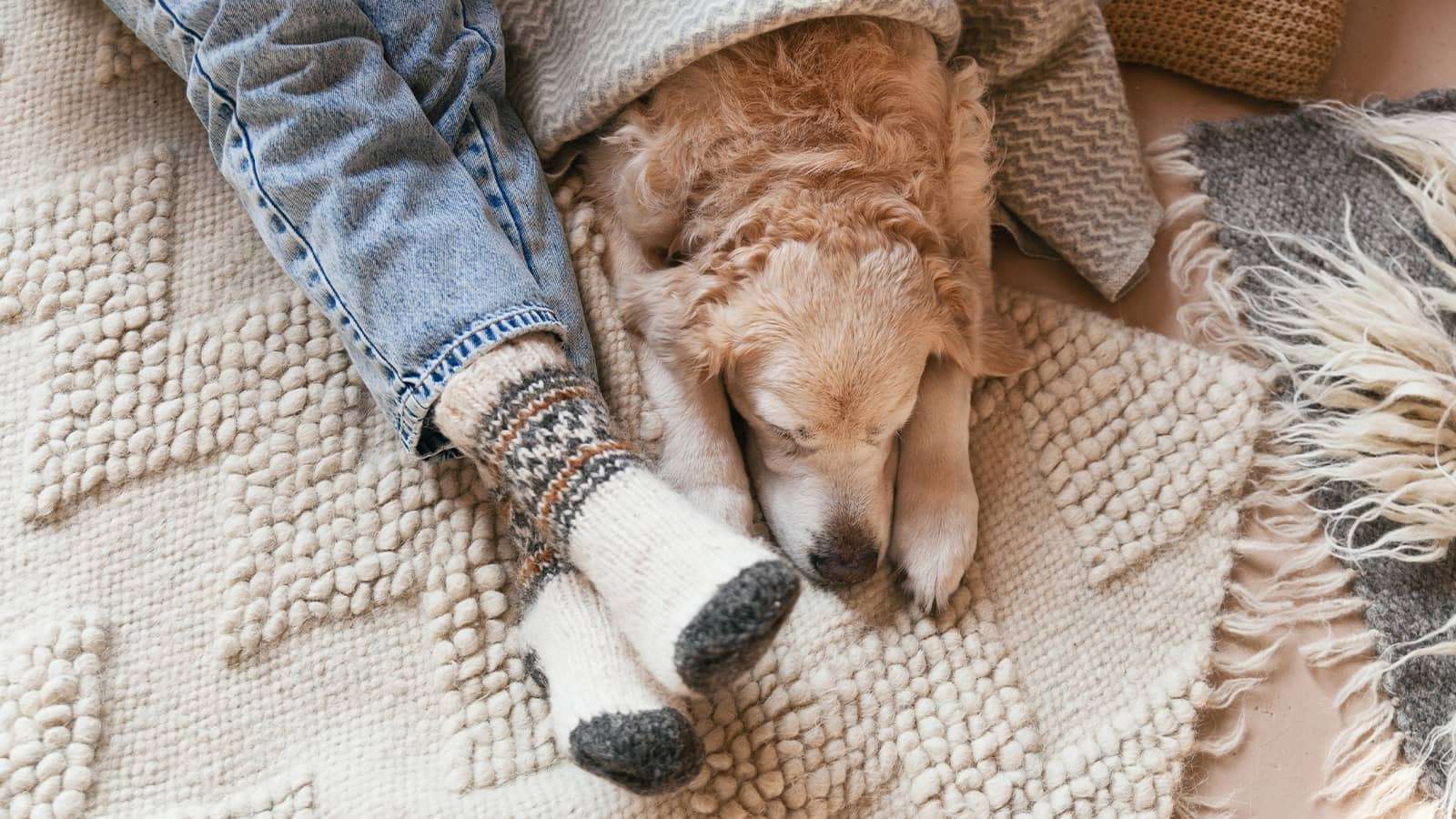 A person's legs in jeans with warm socks on feet, with a golden retriever Under a blanket lying next to them
