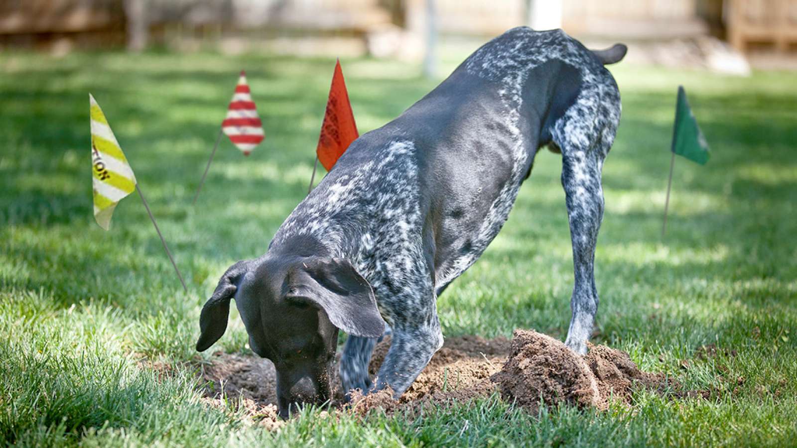 Dog digging in the yard with utility flags around.