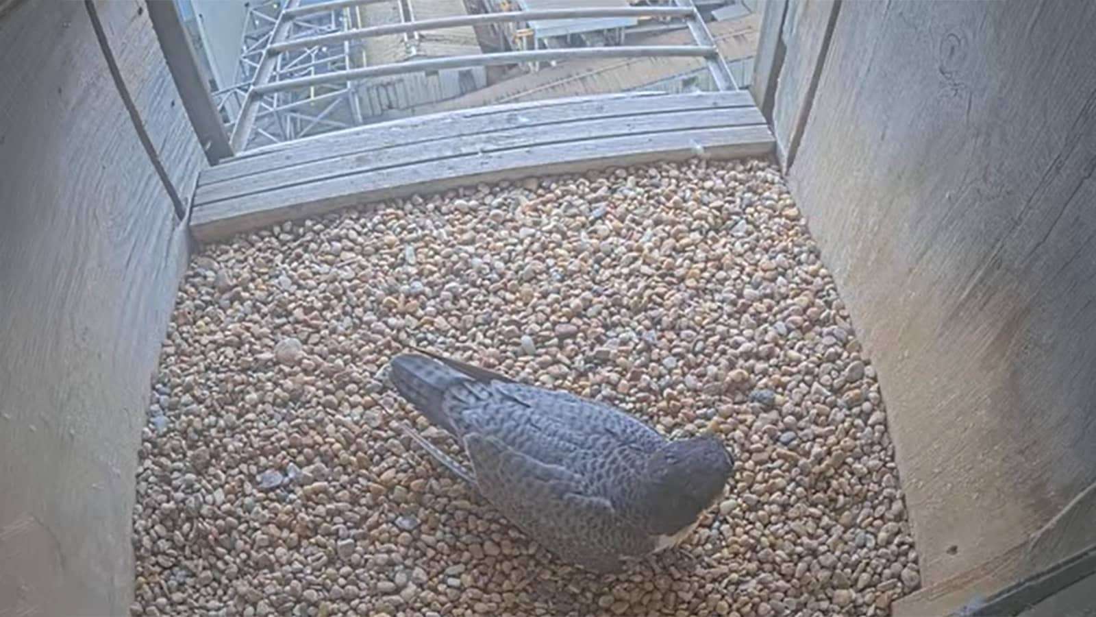 A peregrine falcon sitting on pebbles in a nest box at Mill Creek Power Station