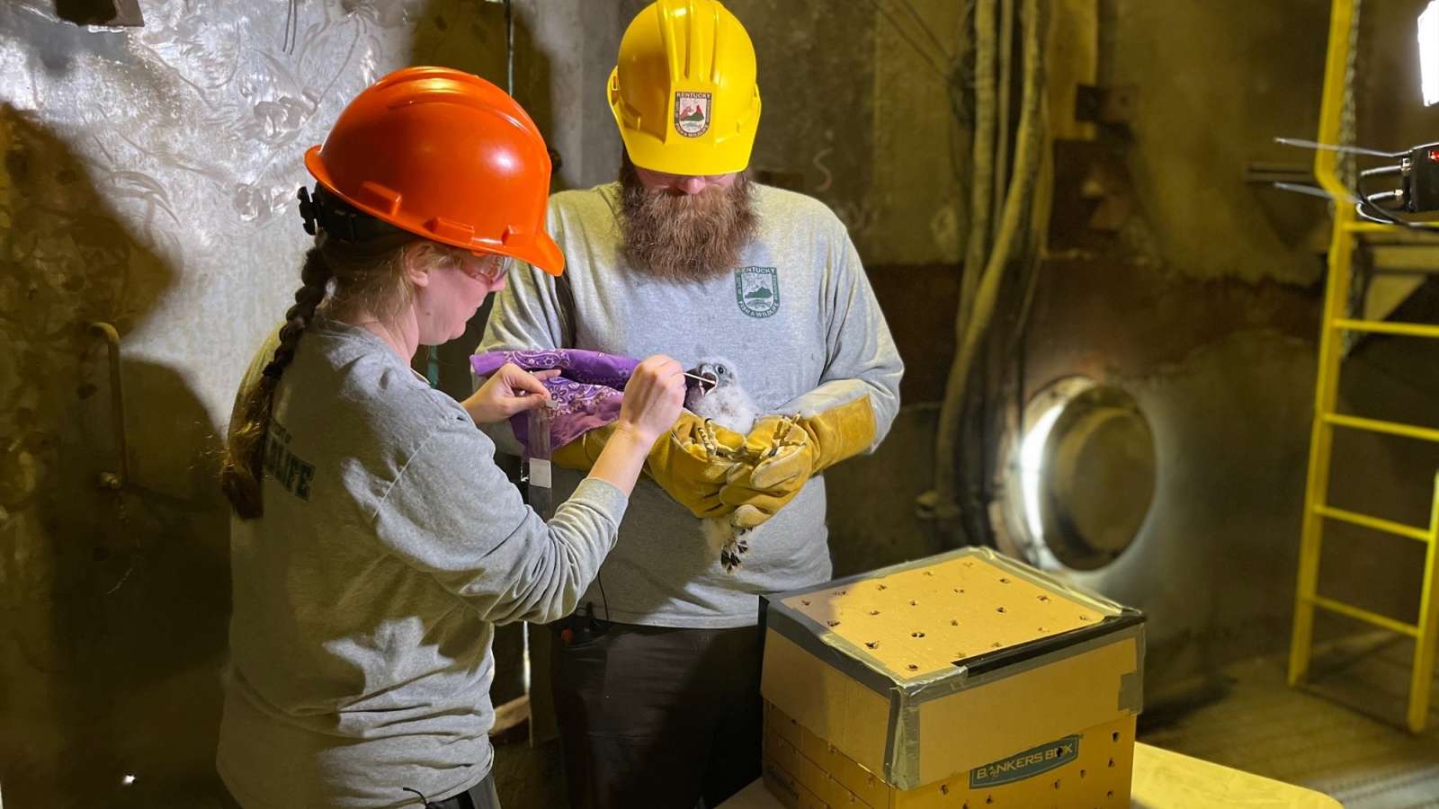 Fish and Wildlife banding one of the baby falcons