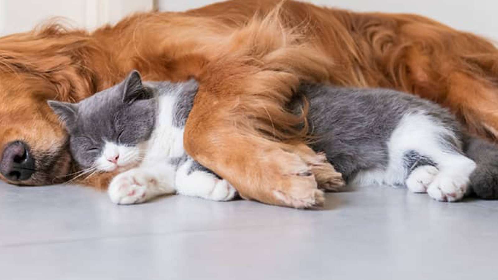Dog and cat hugging