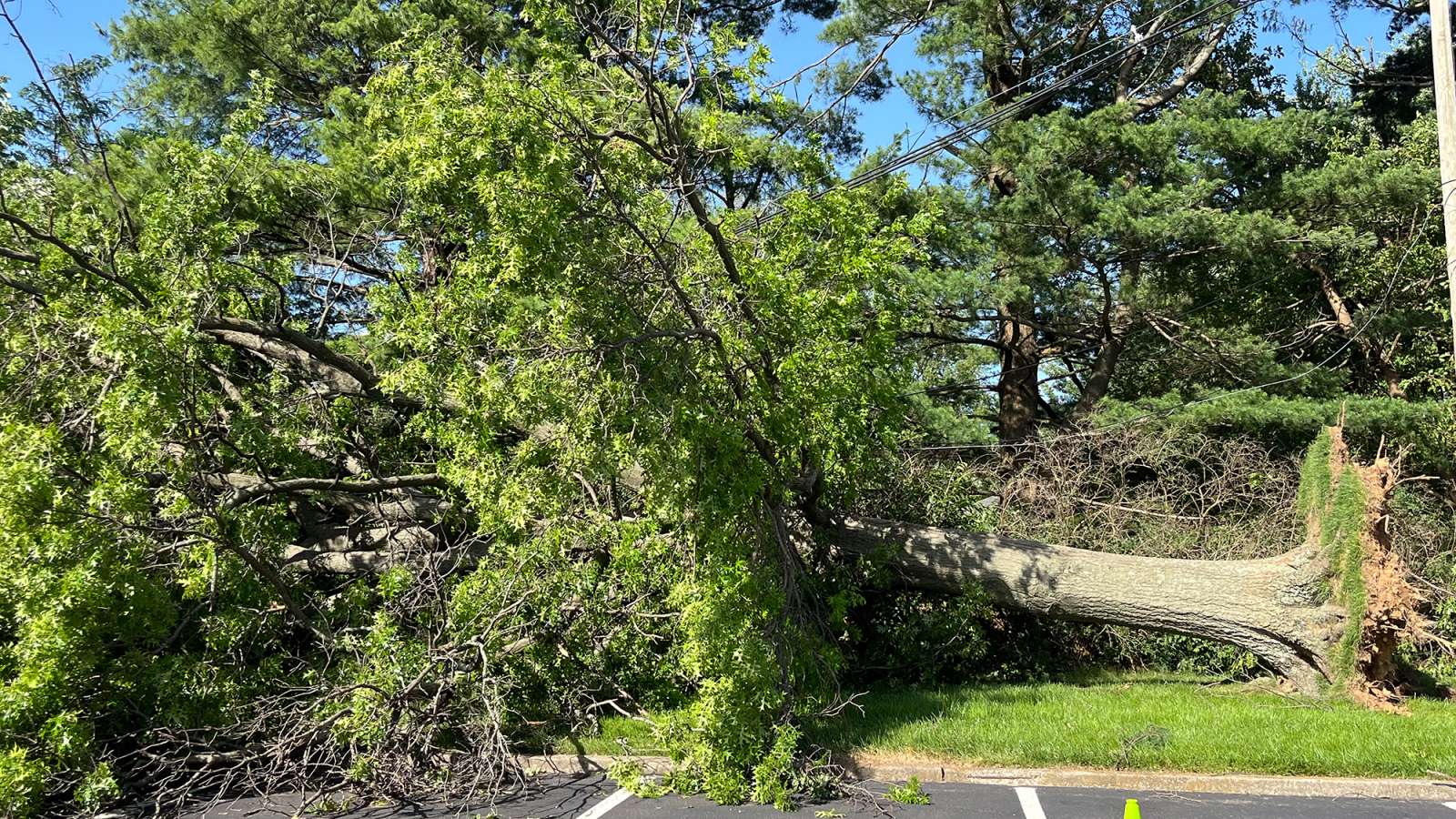 tree down on wires