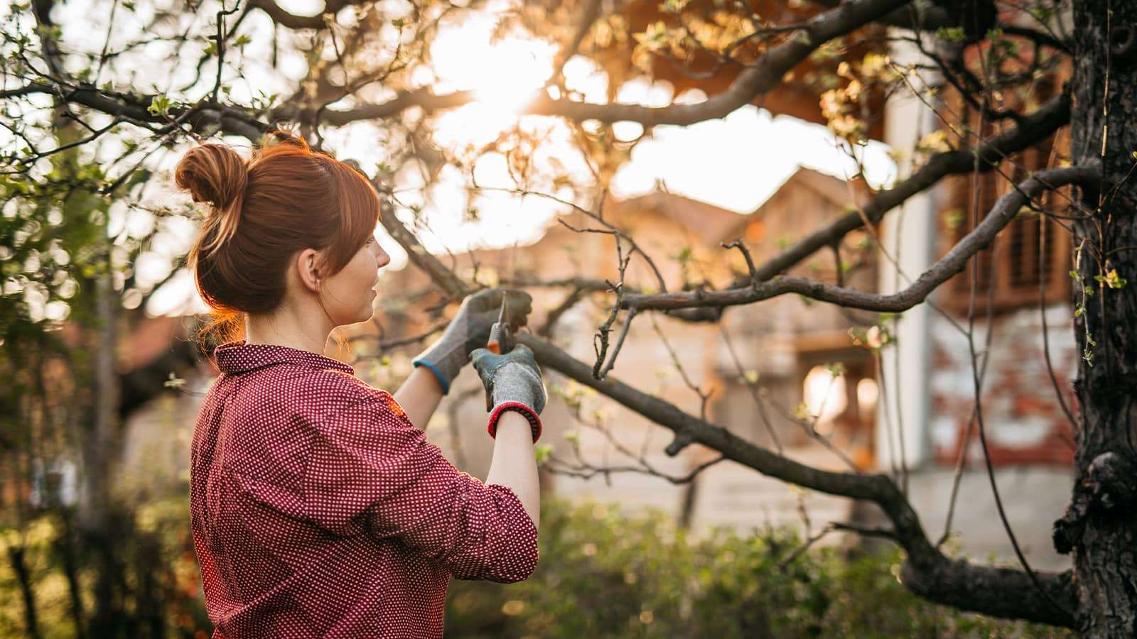 A person wearing garden gloves trimming a branch from a small tree