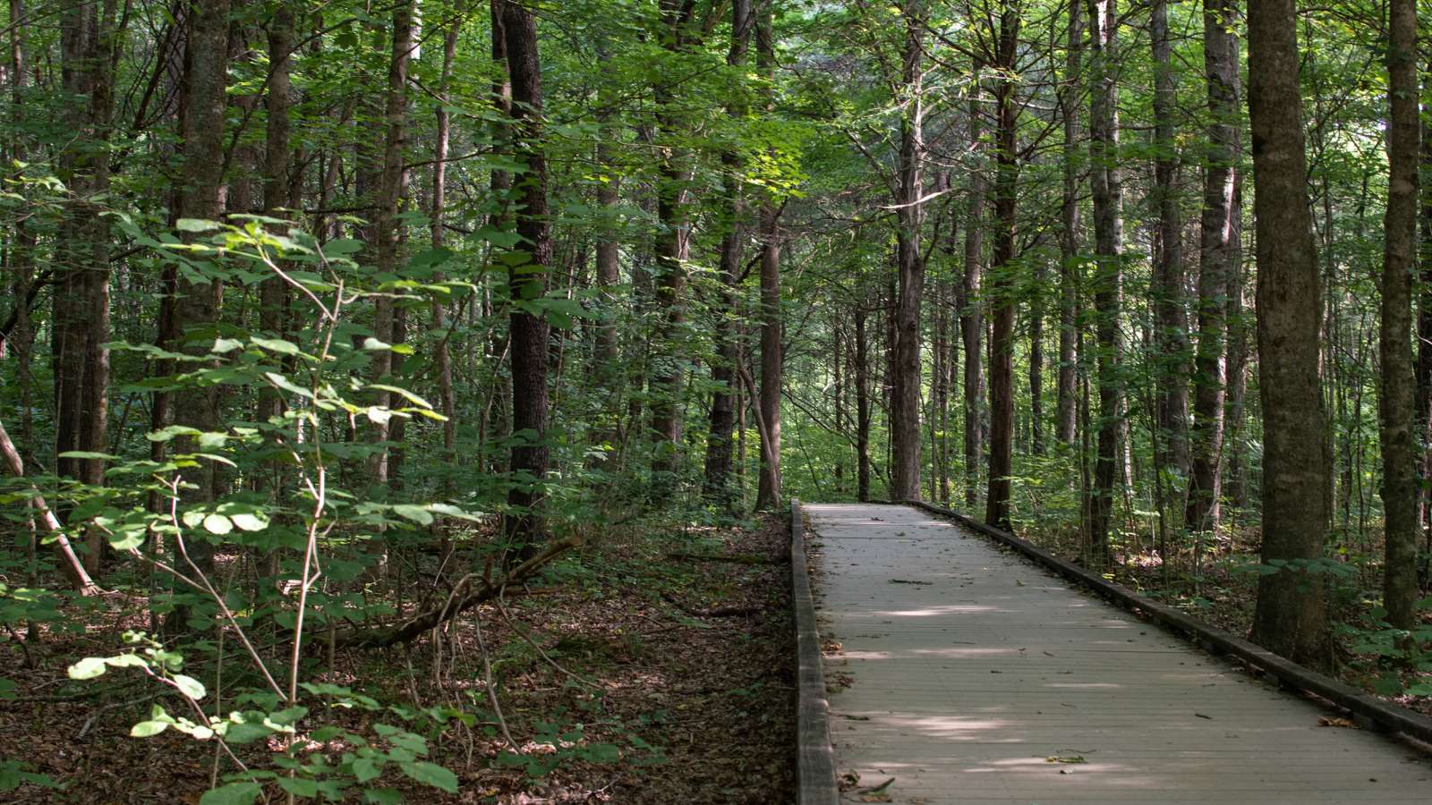 walking path in a forest