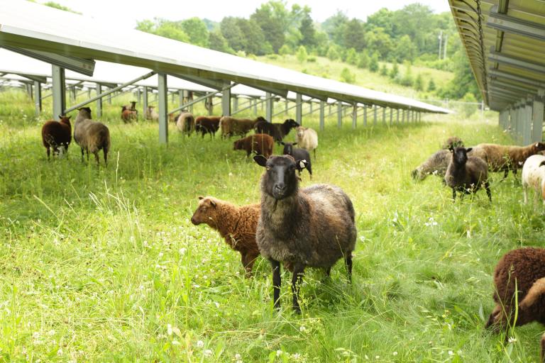 Sheep grazing at E.W. Brown Solar Facility