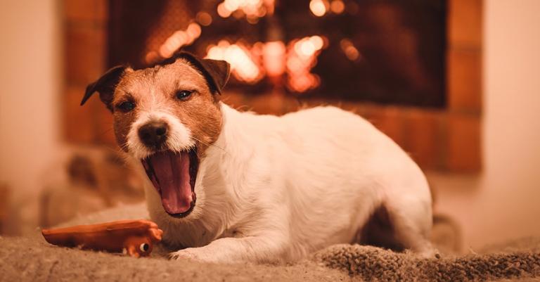 Dog in front of a fireplace