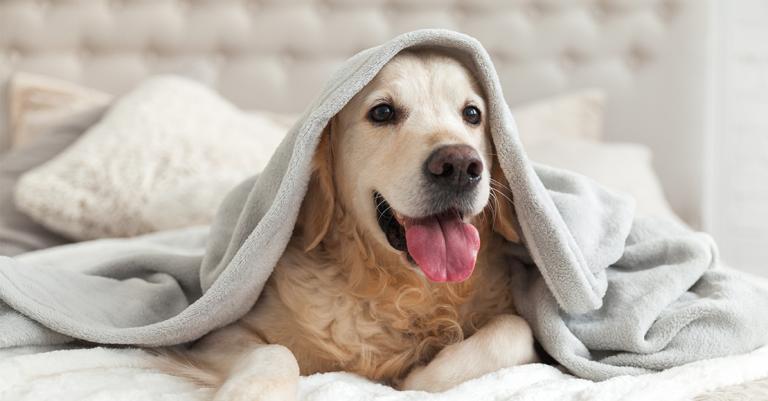 Dog in a blanket