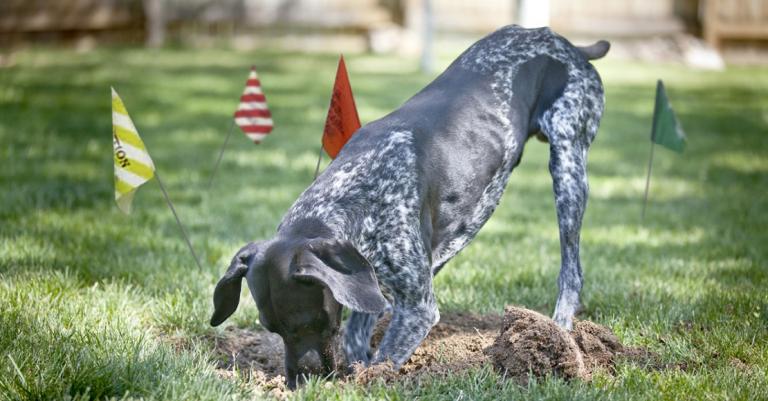 Dog digging in a yard with utility flags