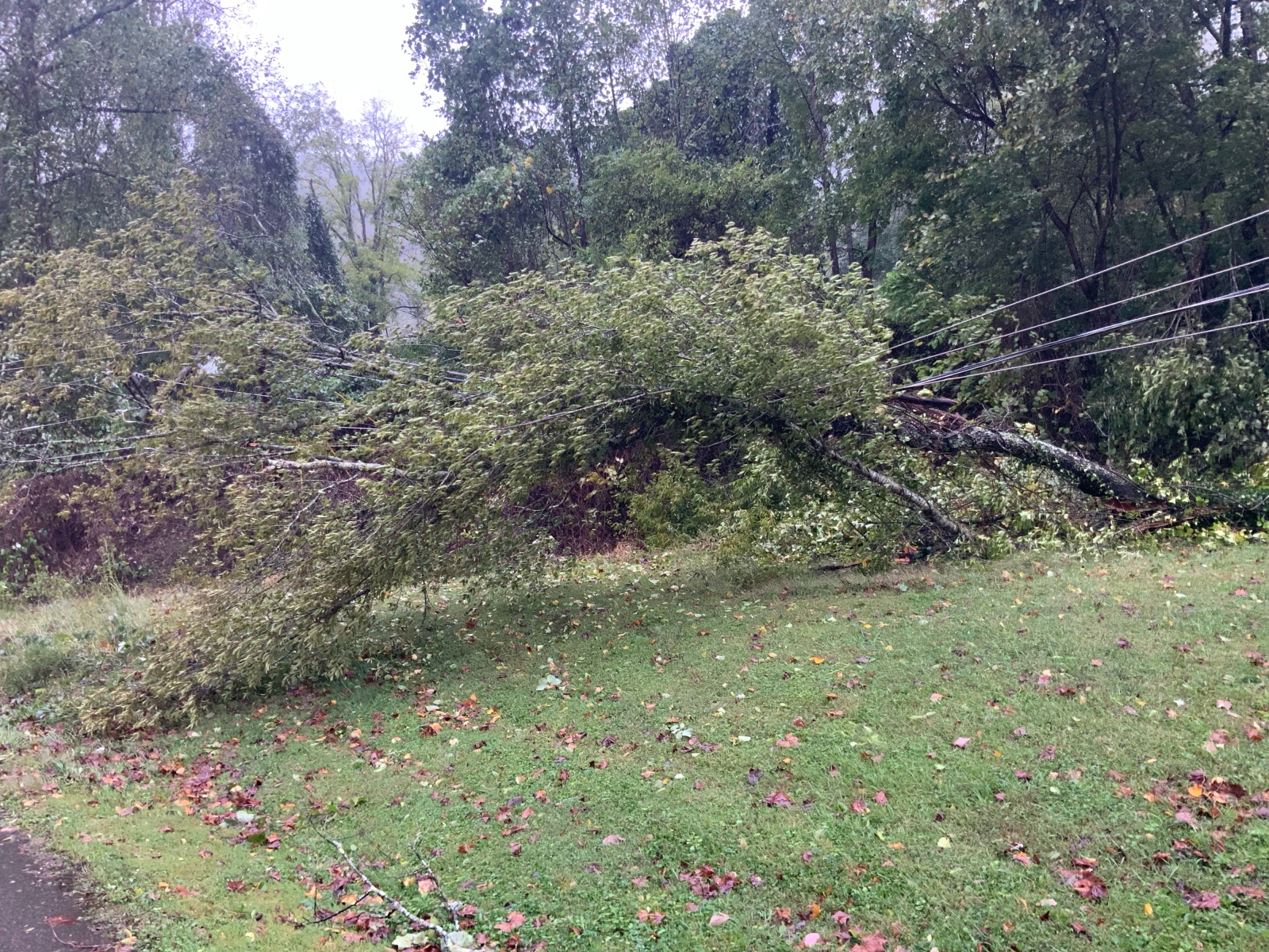 tree laying on a power line