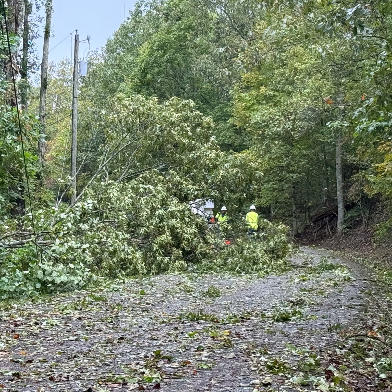 fallen tree on power lines with crew assessing damage