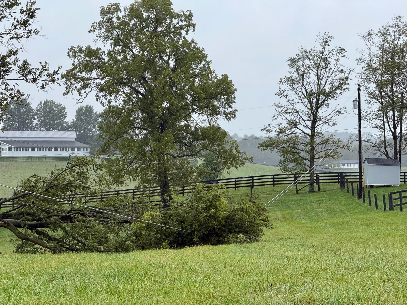 tree downed on power lines at a farm