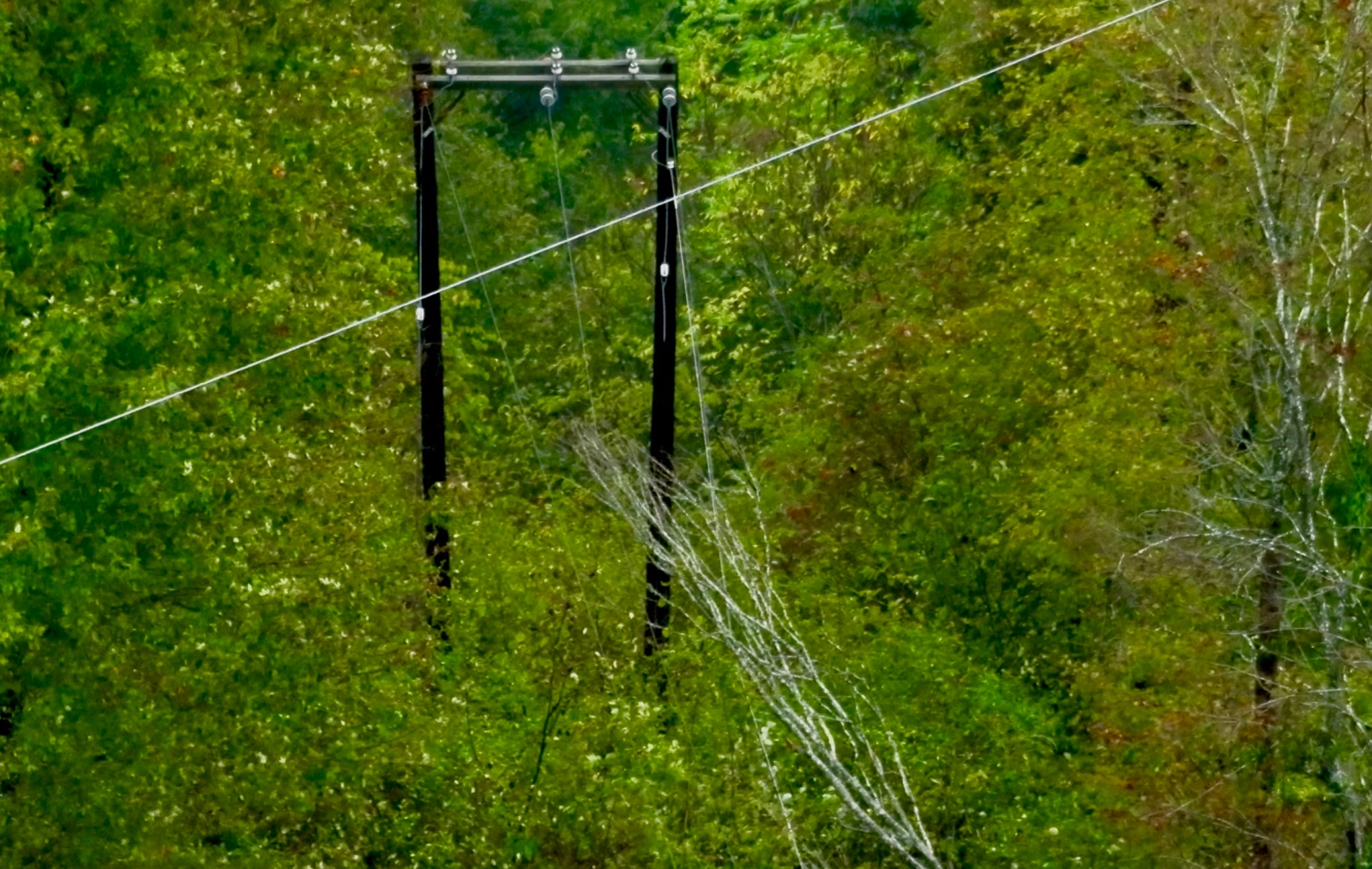 trees laying on distribution power lines