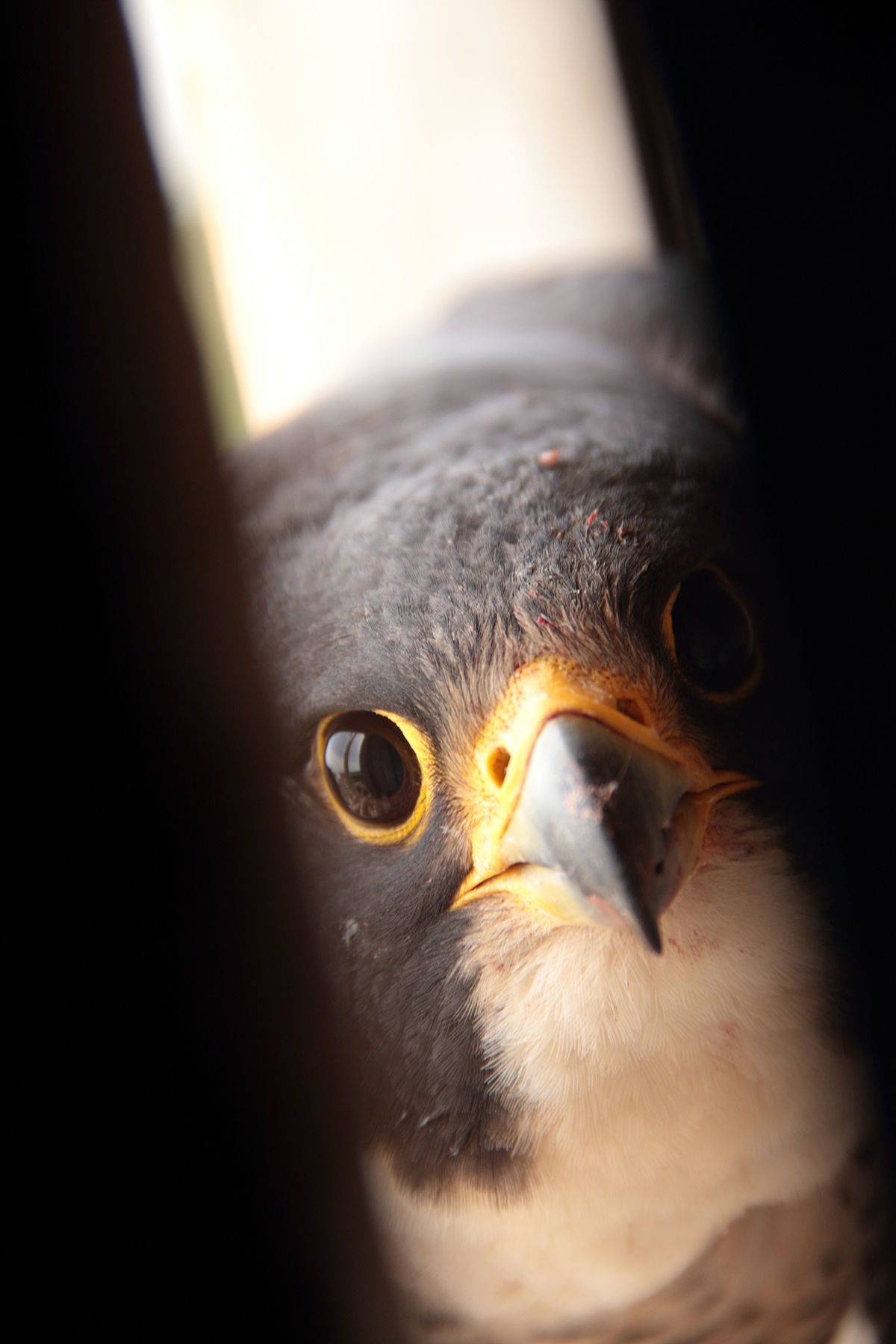 Falcon mother