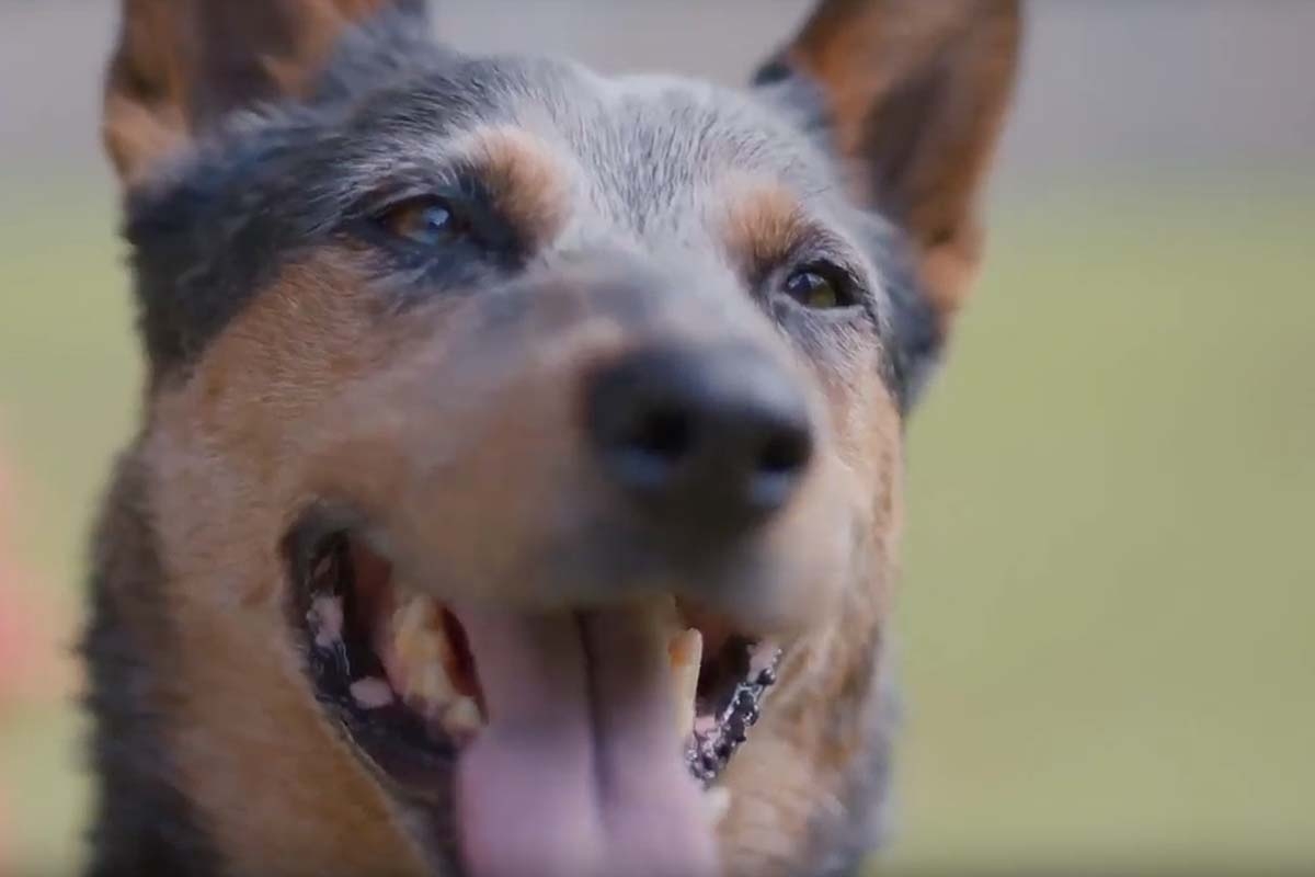 close-up of dog's face