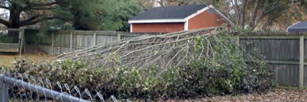 fallen tree over a wooden fence in a backyard